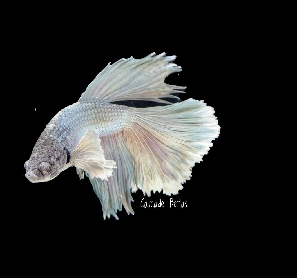Grizzle Dumbo Halfmoon Male Betta - M0033