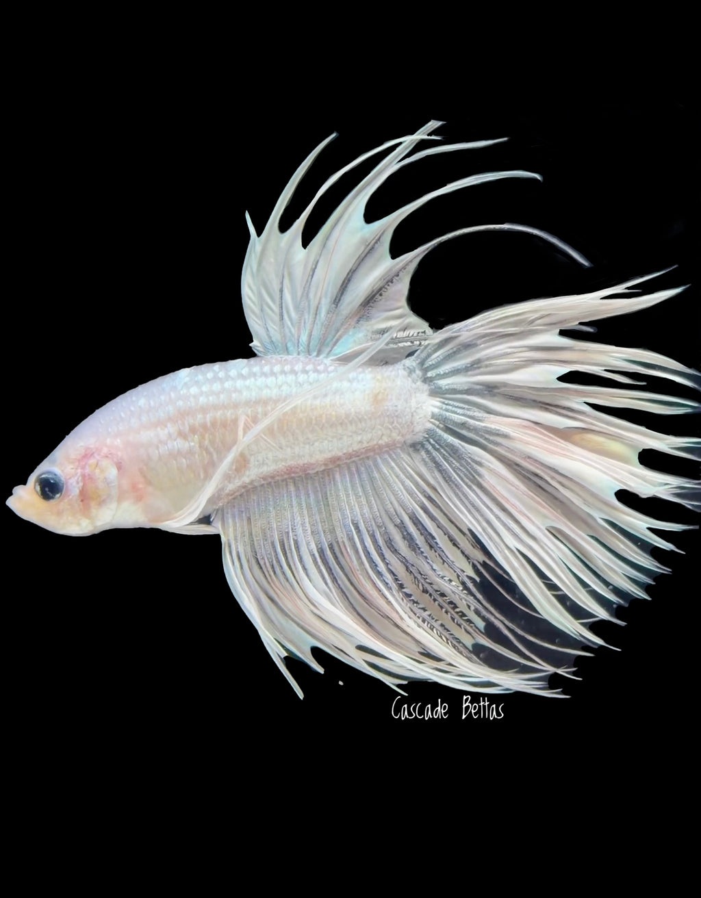 Platinum White Crowntail Male - M0019