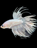 Platinum White Crowntail Male - M0019