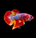 Galaxy Koi Plakat - M0020