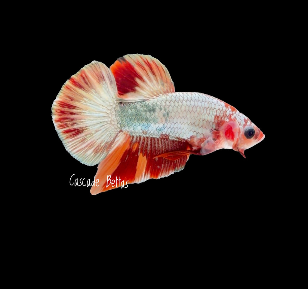 Fancy Copper Koi HMPK - M0012