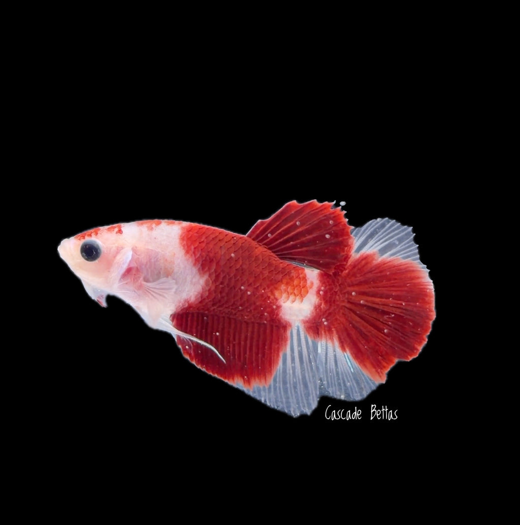 Red Koi/Tancho Male Plakat - M0035