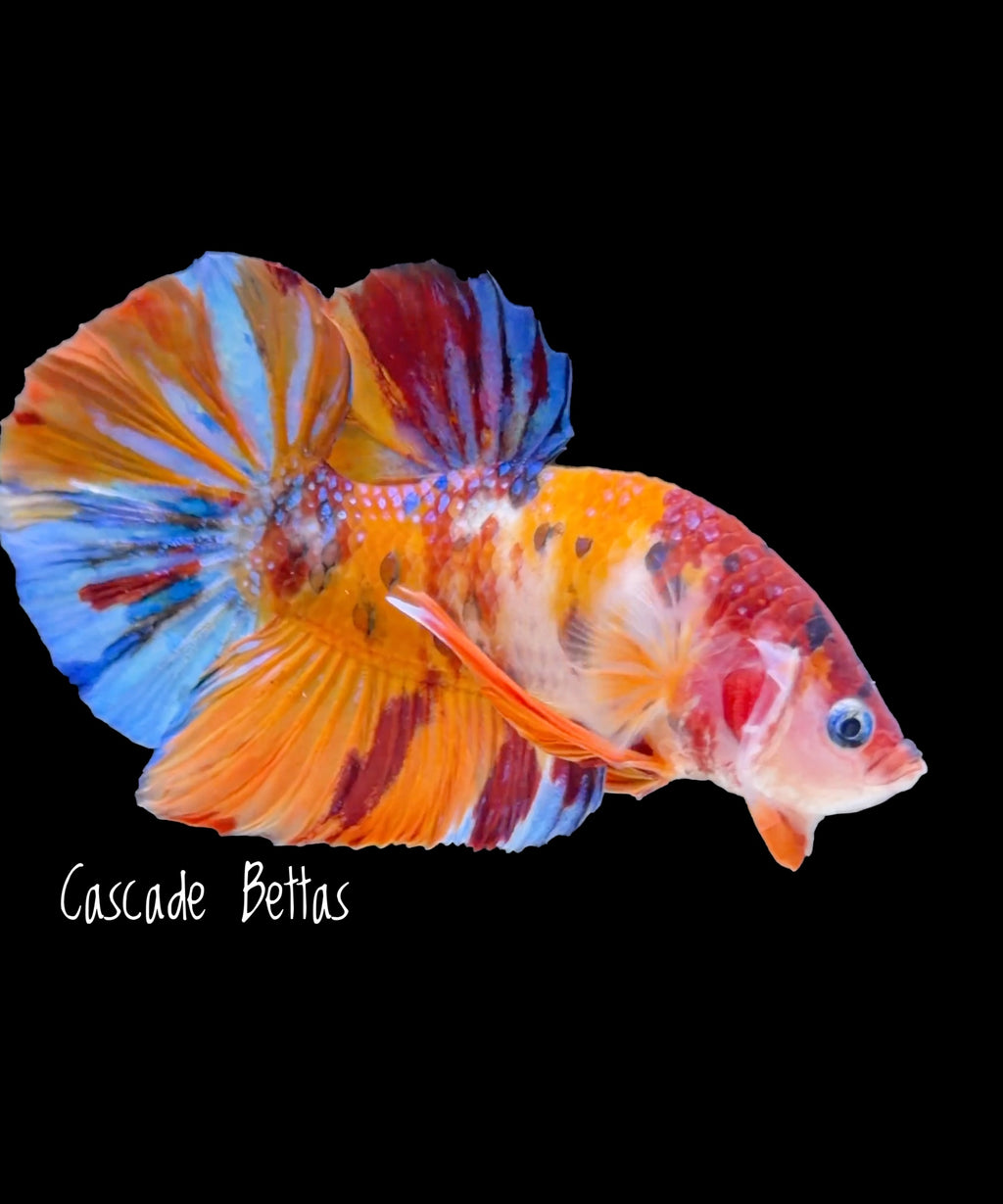 Giant Fancy Koi Giant Male Betta - GBPK0007