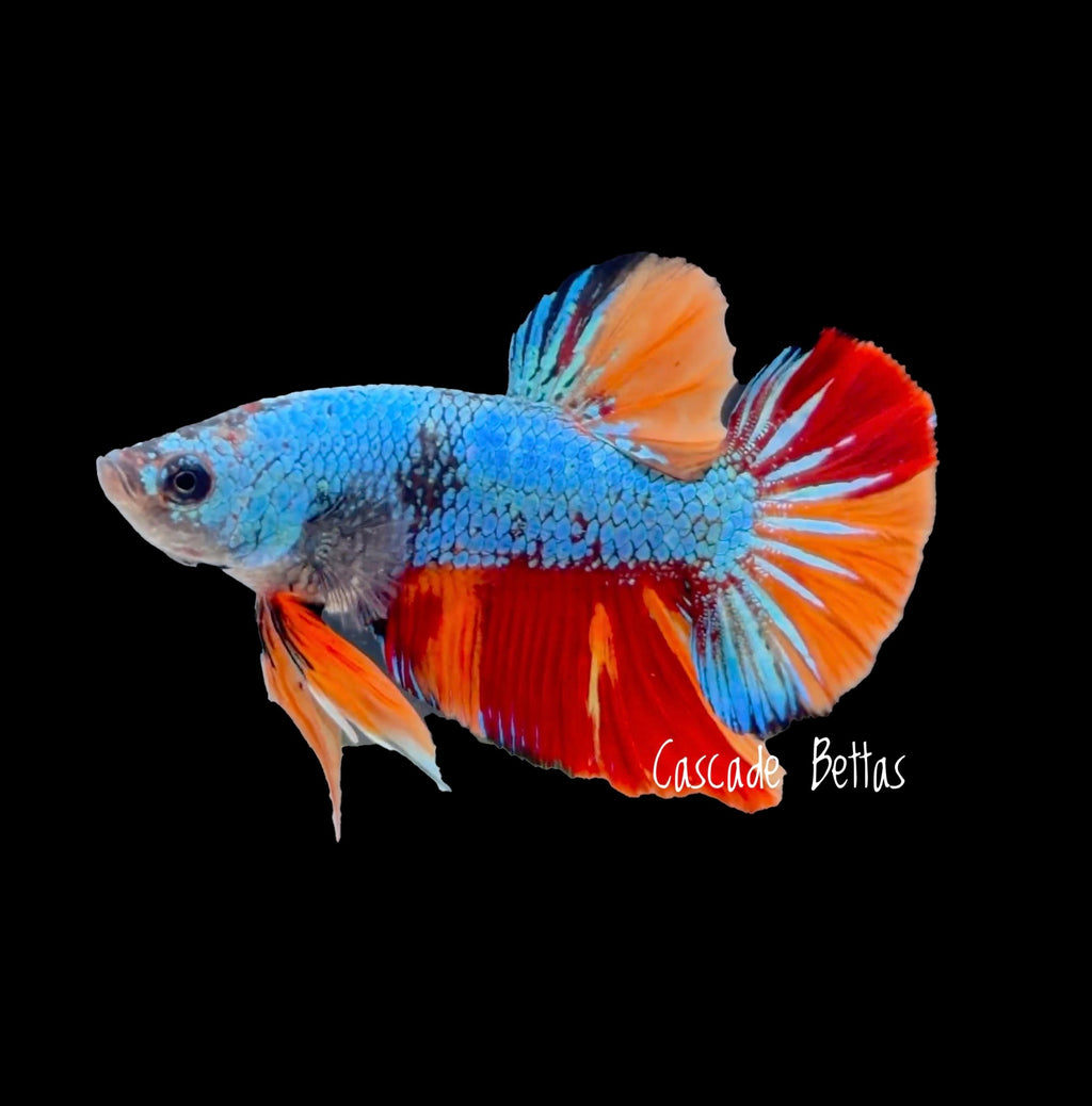 Metallic Blue Nemo Galaxy Plakat - M0009