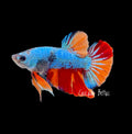 Metallic Blue Nemo Galaxy Plakat - M0009