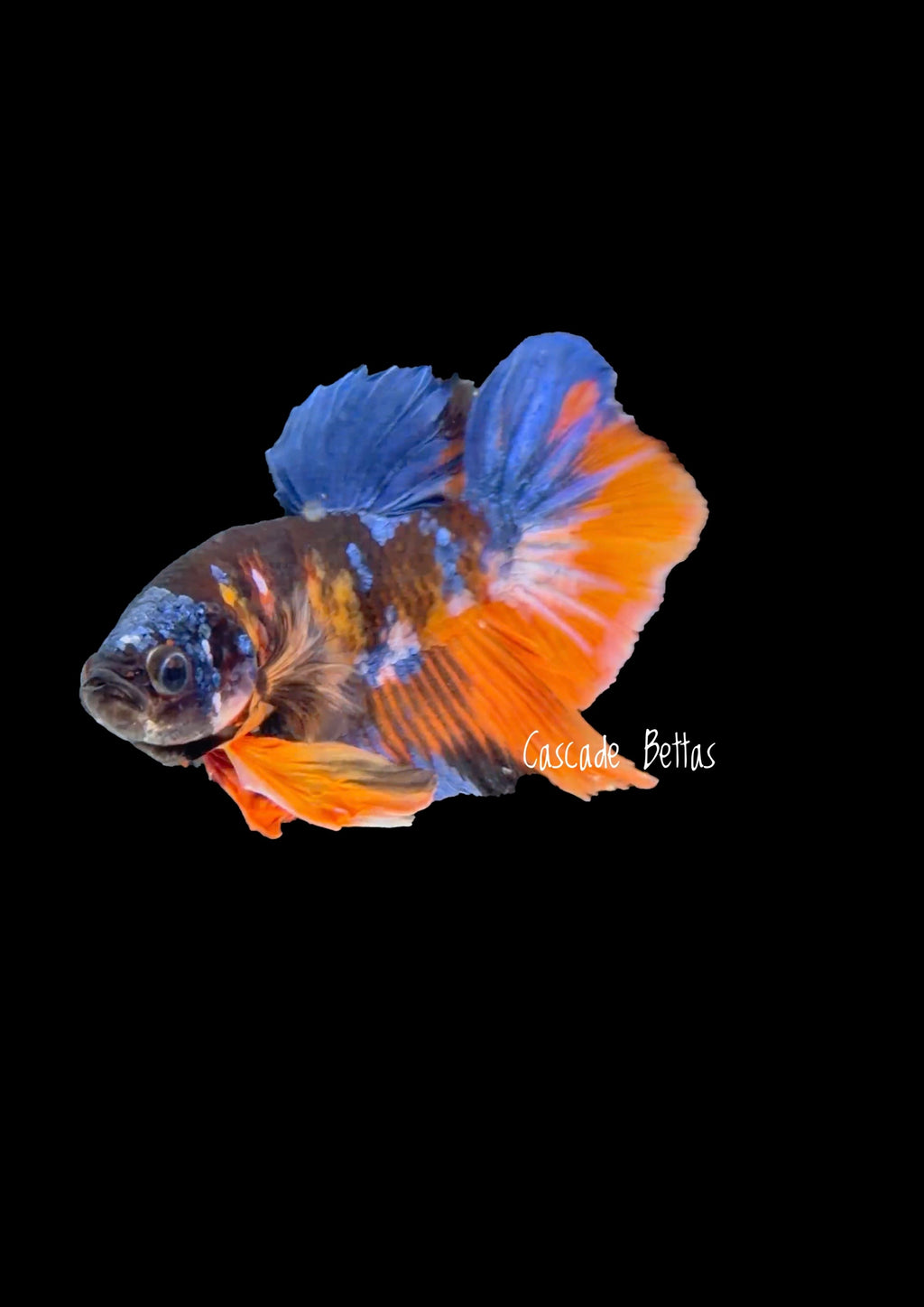 Galaxy Koi Male Plakat - M0017