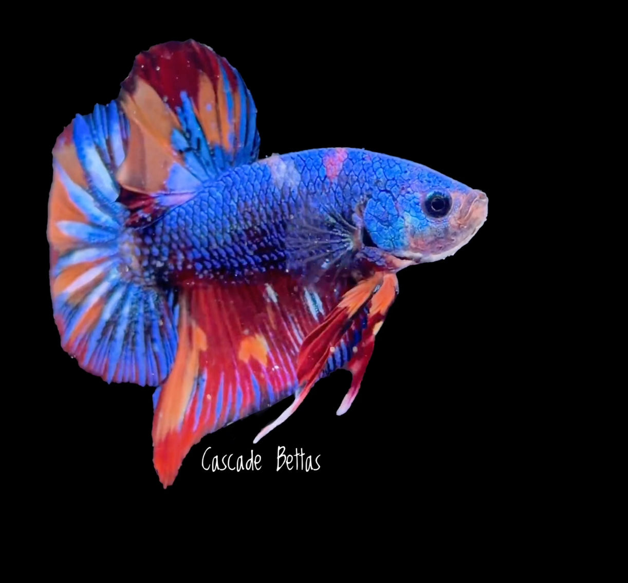 Premium Show Grade Male Betta - SM0013