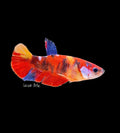 Candy Koi Female Betta - F0009
