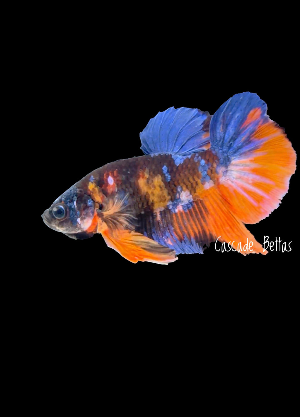 Galaxy Koi Male Plakat - M0017