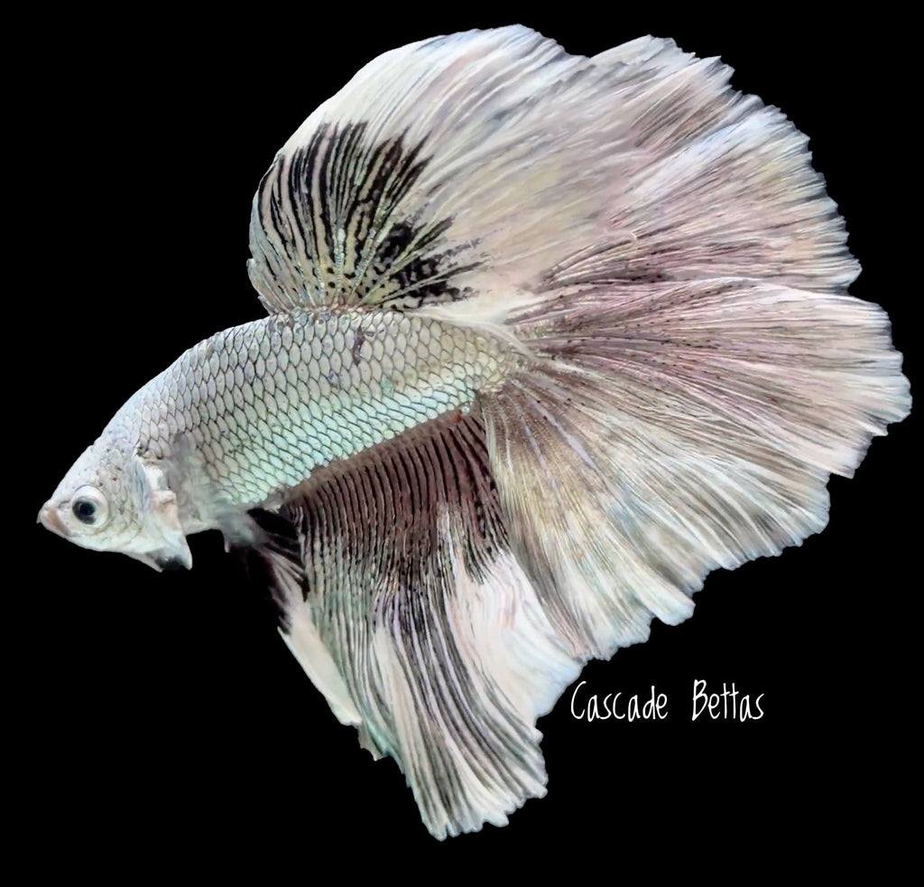 Pastel Rosetail Halfmoon Betta - M0021