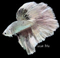 Pastel Rosetail Halfmoon Betta - M0021