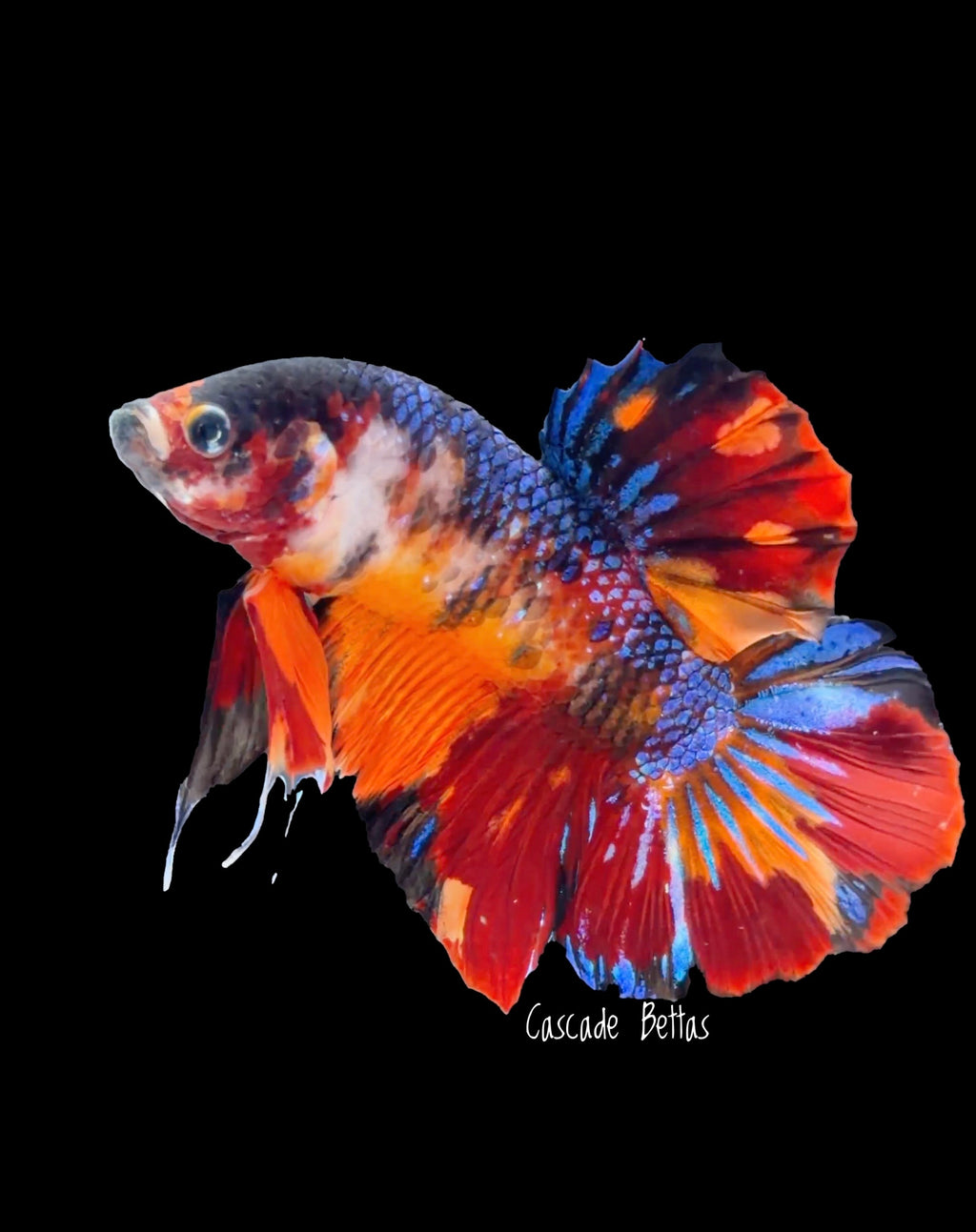 Giant Galaxy Koi Male - GBPK0002