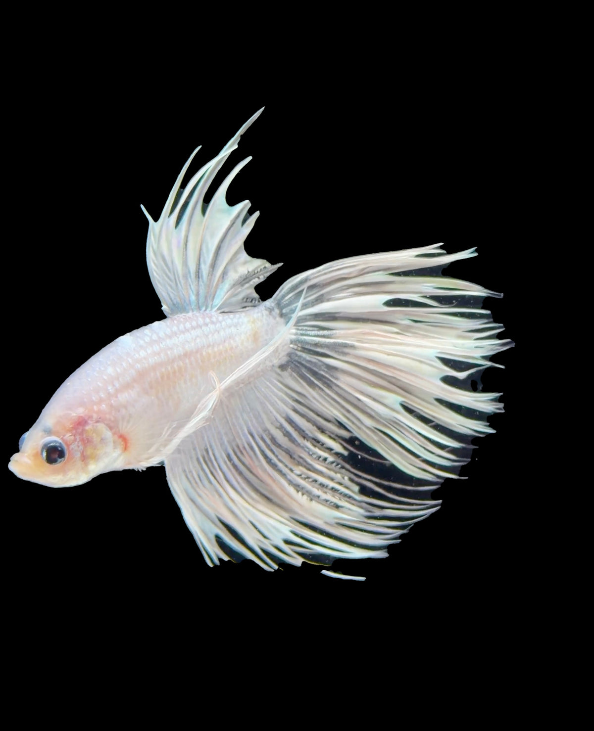 Platinum White Crowntail Male - M0019