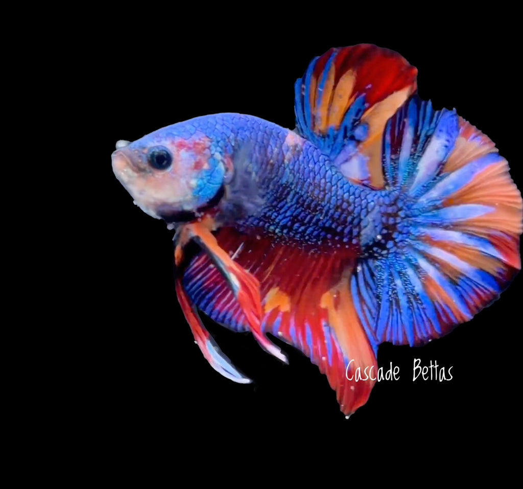 Premium Show Grade Male Betta - SM0013