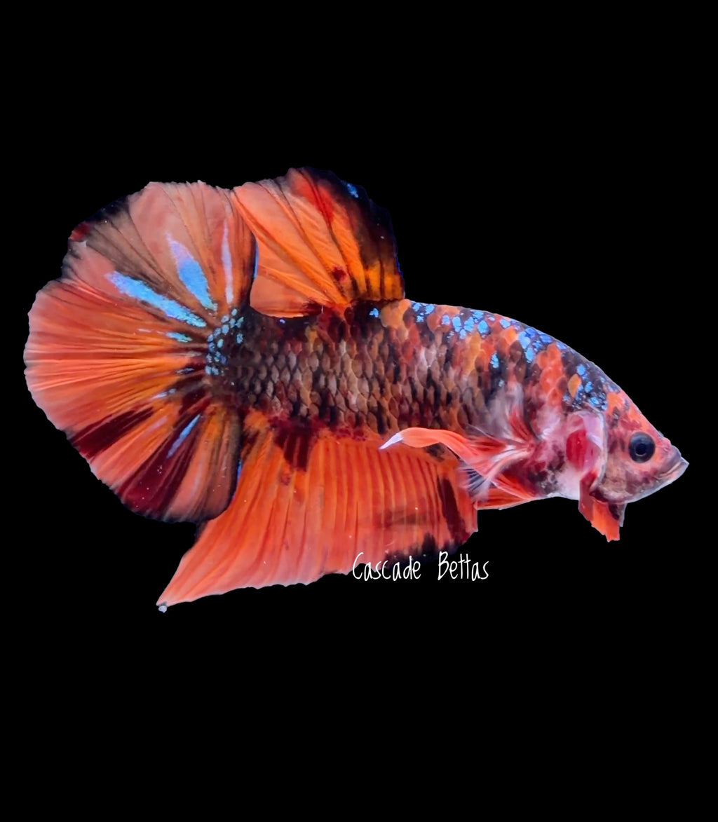 Giant Tangerine Koi Male Betta - GBPK0003