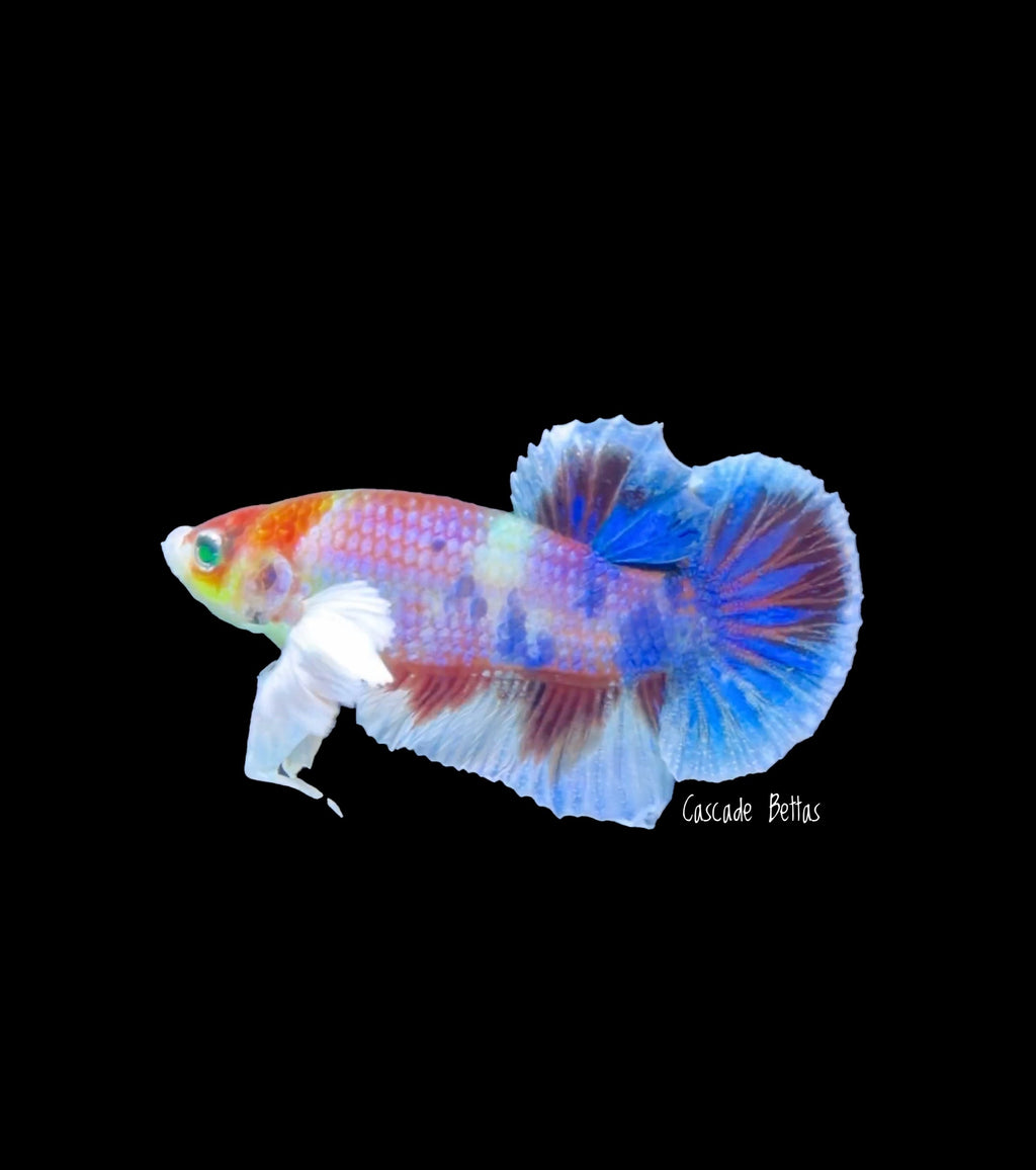 Rare Non Dumbo Plakat Male - M0011