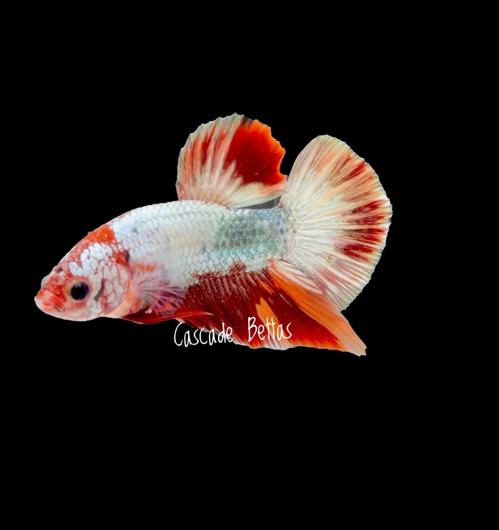 Fancy Copper Koi HMPK - M0012