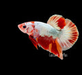 Fancy Copper Koi HMPK - M0012