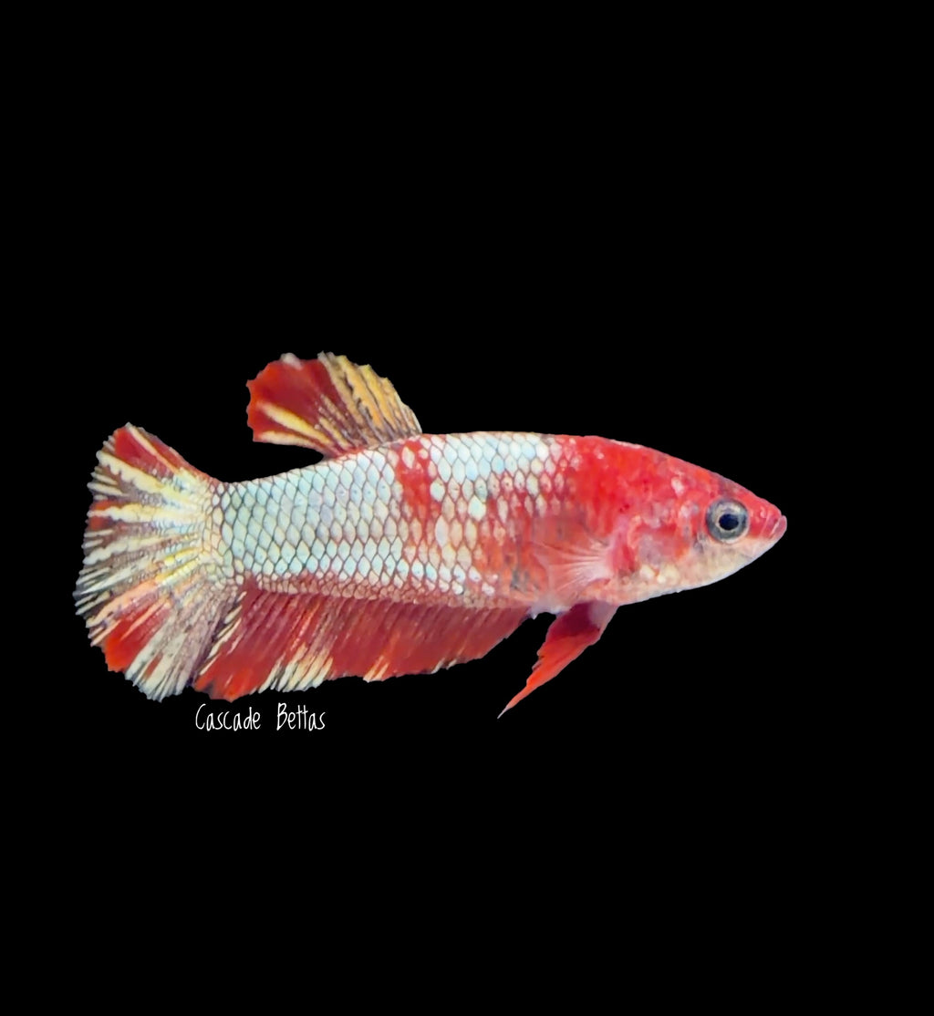 Red Dragon Female Betta - F0003