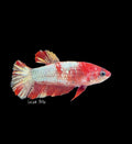 Red Dragon Female Betta - F0003