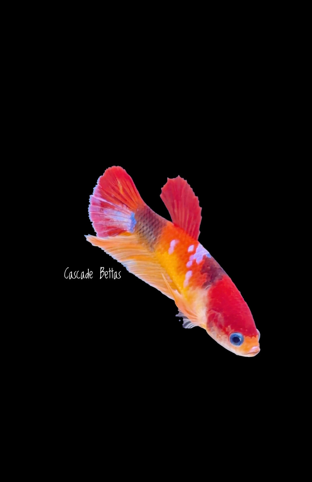 Nemo Koi Female Betta -  F0012