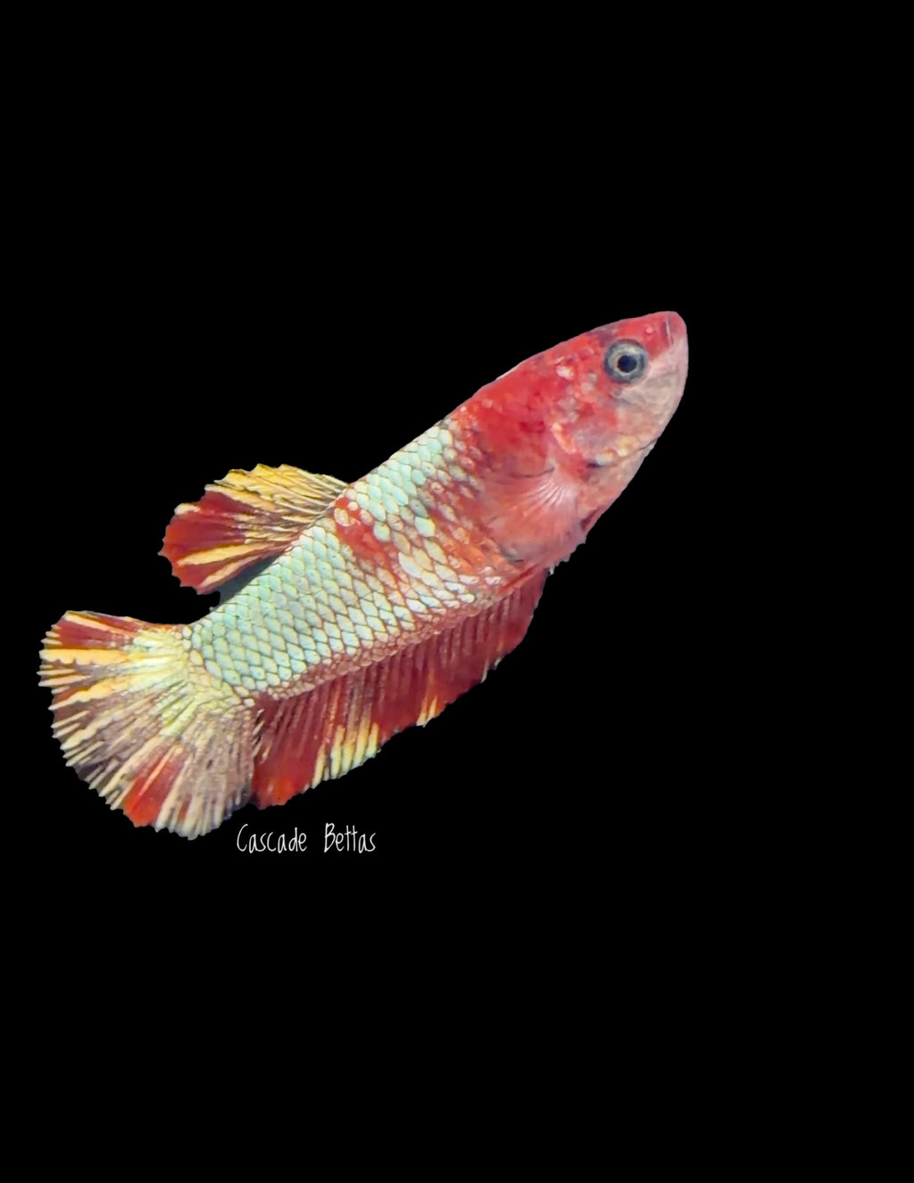 Red Dragon Female Betta - F0003