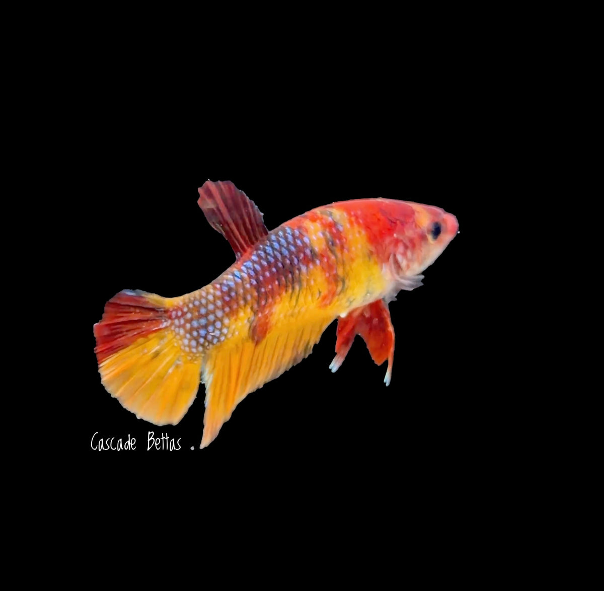 Galaxy Koi Female - F0002