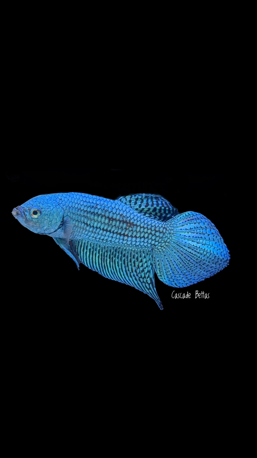 Green Alien Male Betta - M0016