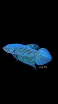 Green Alien Male Betta - M0016