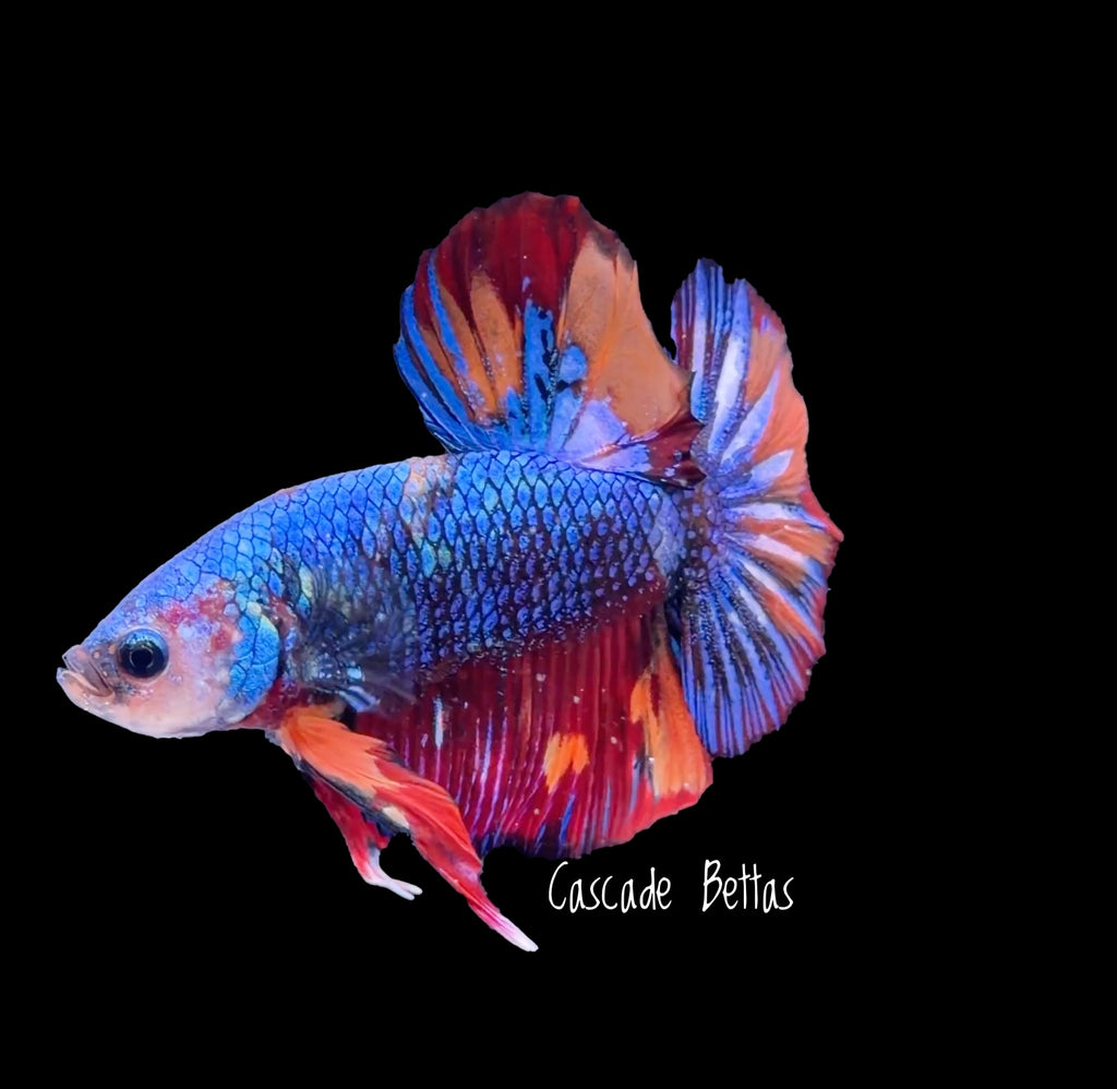 Premium Show Grade Male Betta - SM0013
