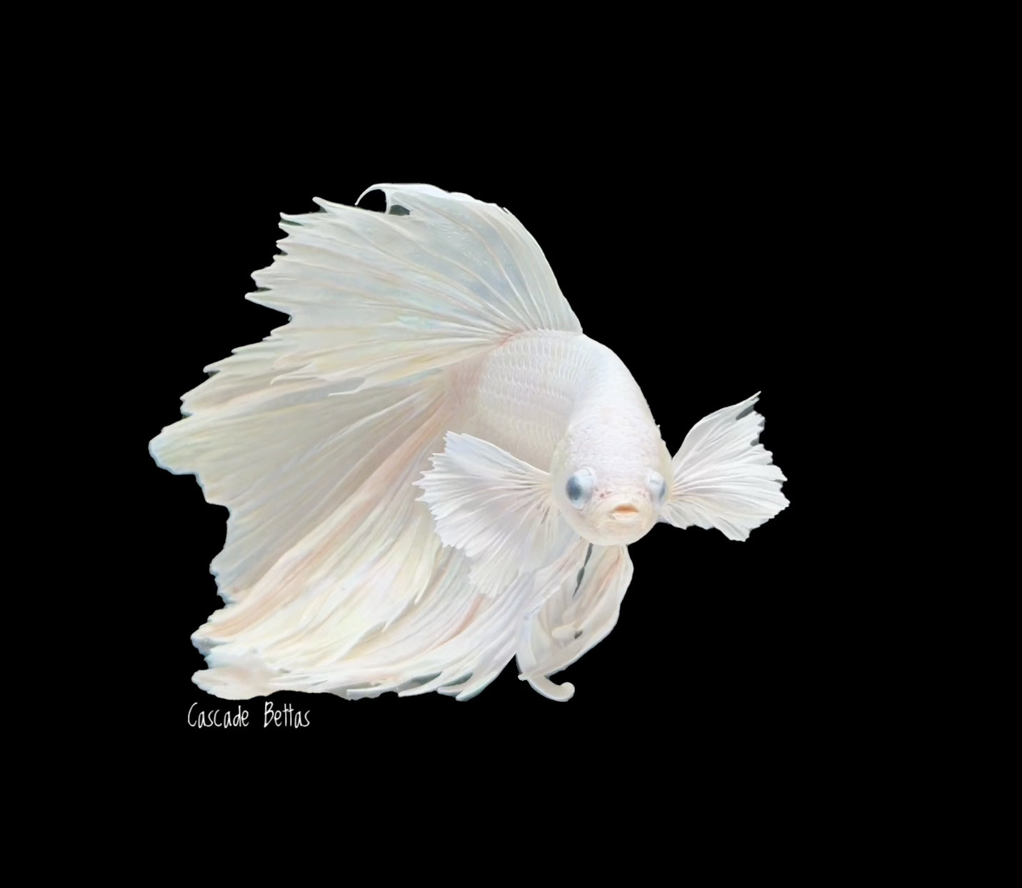 Platinum White Dumbo Male Betta- M0031