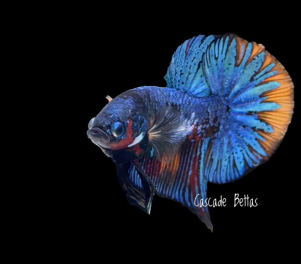 Show Grade Blue Galaxy Koi Male Plakat - SM0022