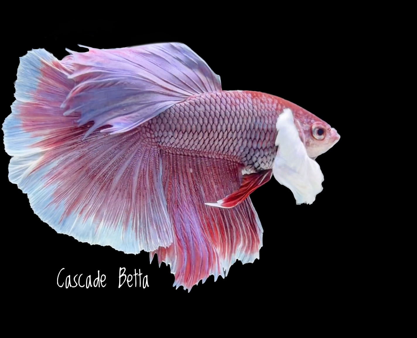 Lavender Dumbo Halfmoon Male - M0005