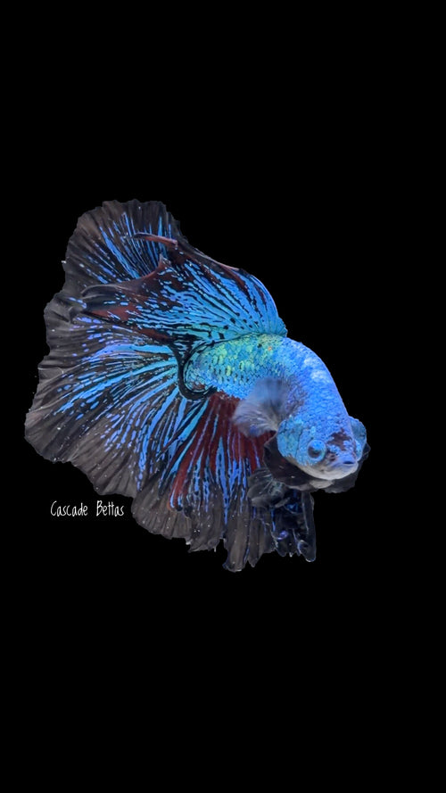 Blue Avatar Galaxy Halfmoon Male Betta - M0023