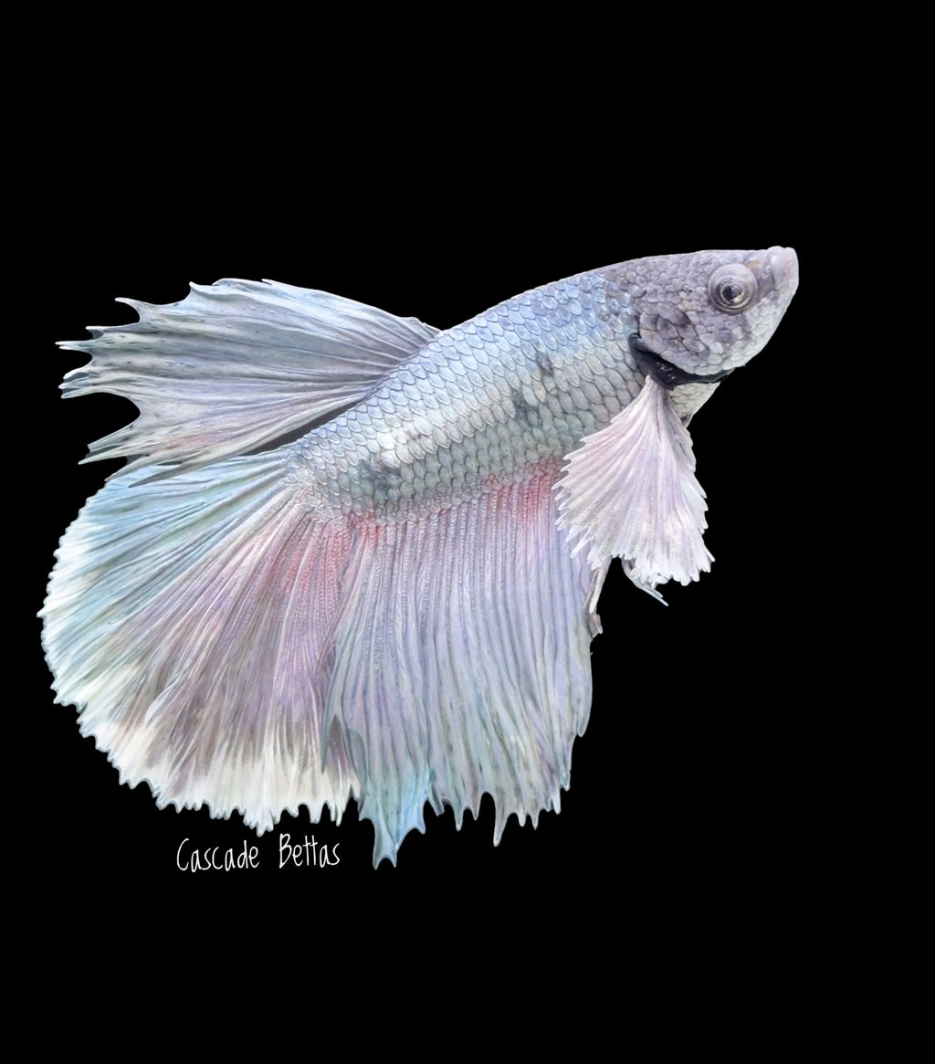 Grizzle Dumbo Halfmoon Male Betta - M0033