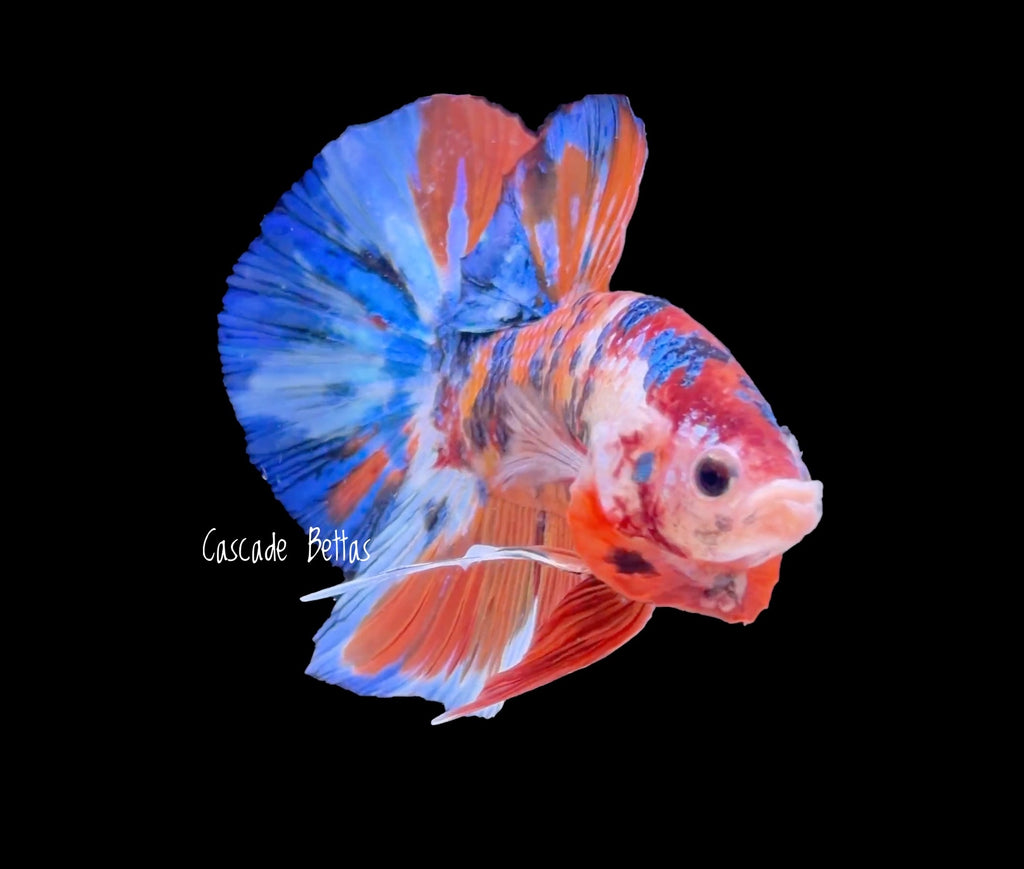 Giant Fancy Galaxy Koi Male Betta - (GBPK0006)