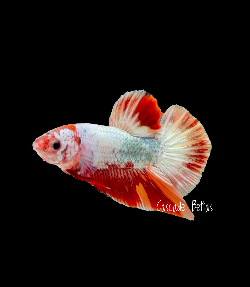 Fancy Copper Koi HMPK - M0012