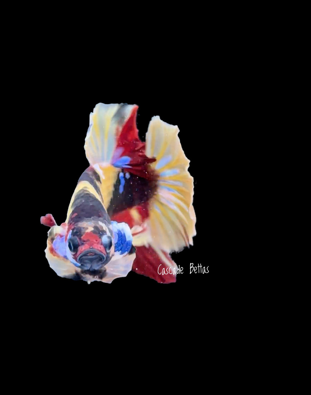 Galaxy Koi Male Betta - M0003