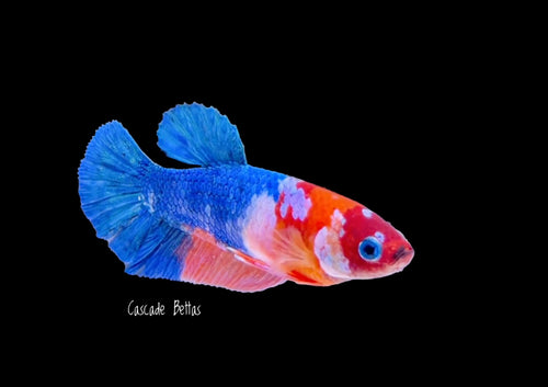 Blue Galaxy Koi Female Betta - F0008