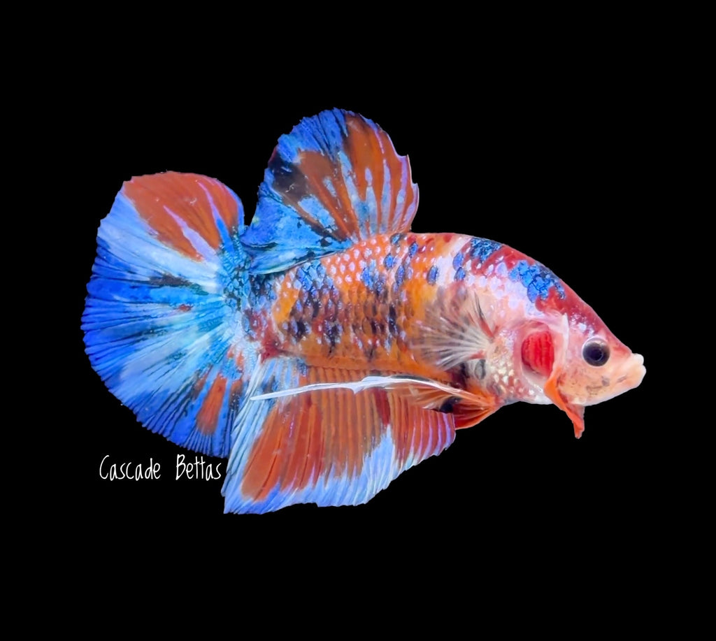 Giant Fancy Galaxy Koi Male Betta - (GBPK0006)