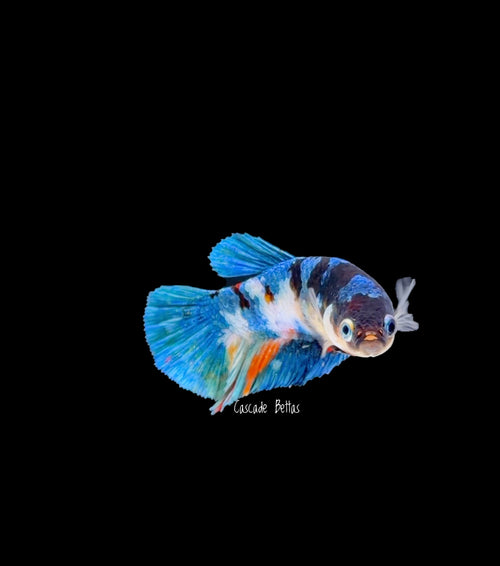 Blue Galaxy Koi Female - F0004