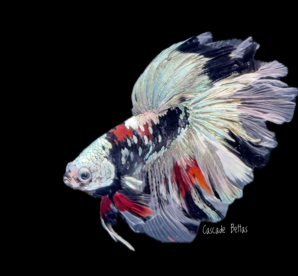 Galaxy Koi Rosetail Halfmoon Male Betta - M0030