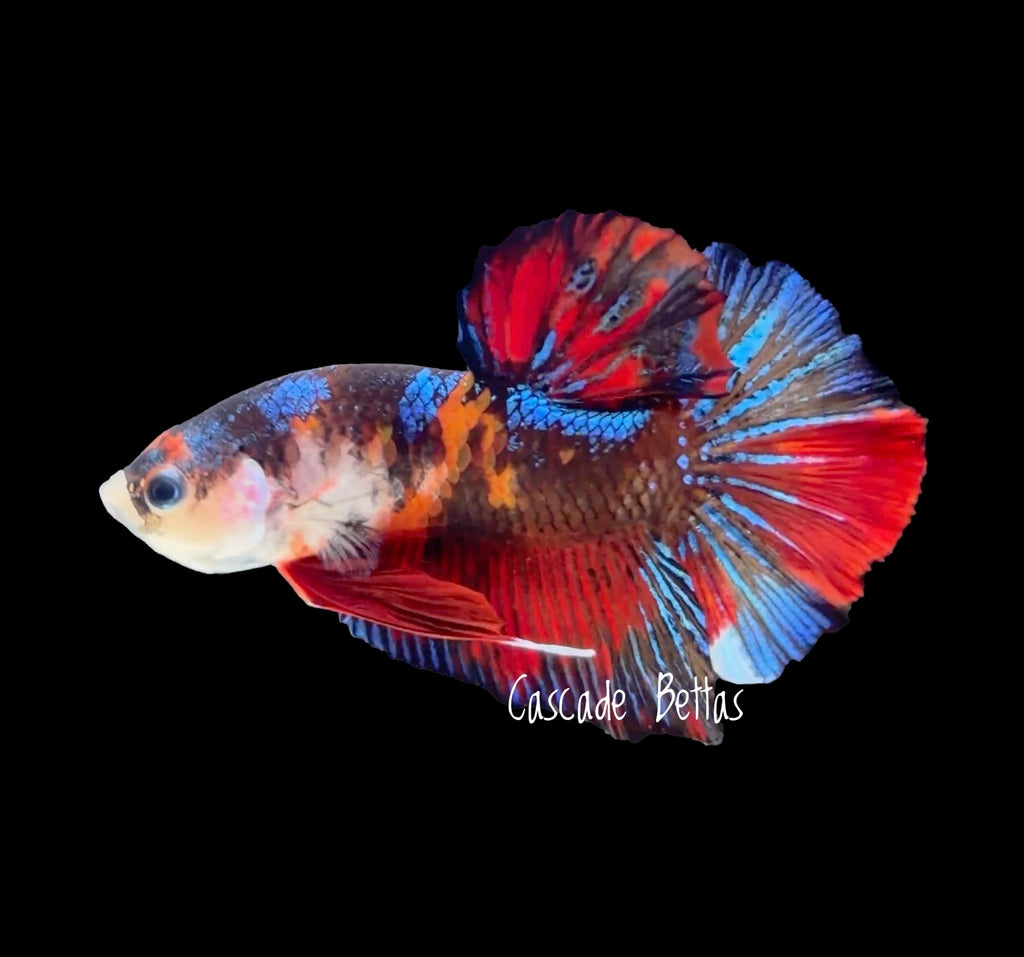 Candy Nemo Galaxy Plakat - M0015