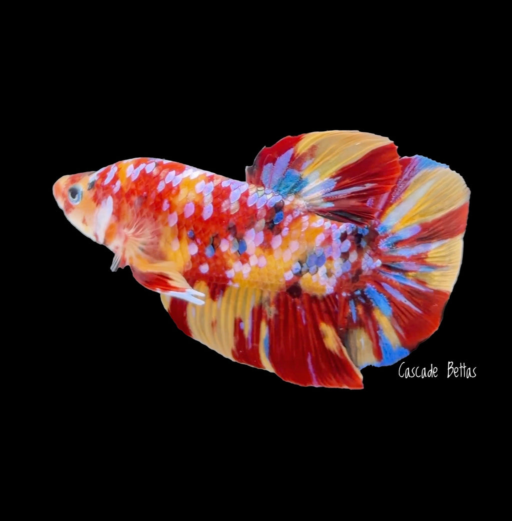 Giant Multicolor Galaxy Koi Male - (GBPK0004)