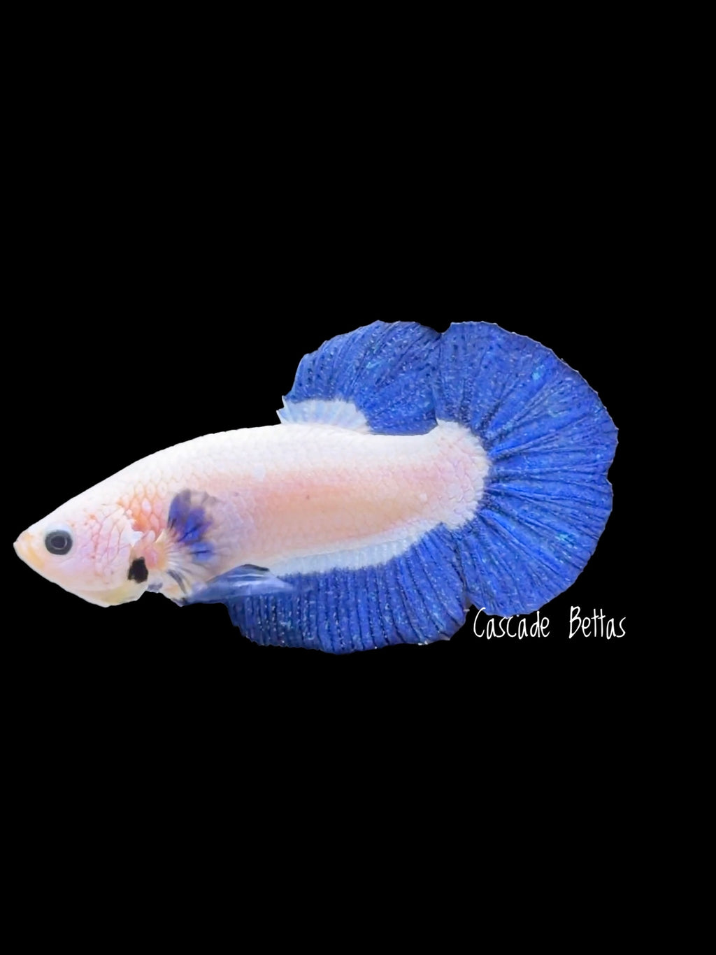 Blue Marble Plakat Male - M0004