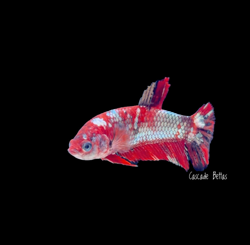 Red Galaxy Koi Female Betta - F0011