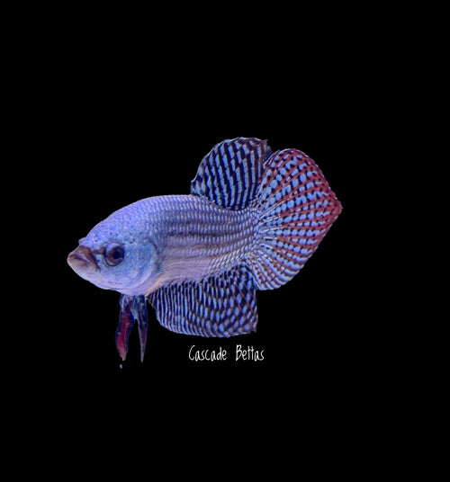 Blue/Grey Alien Male Betta