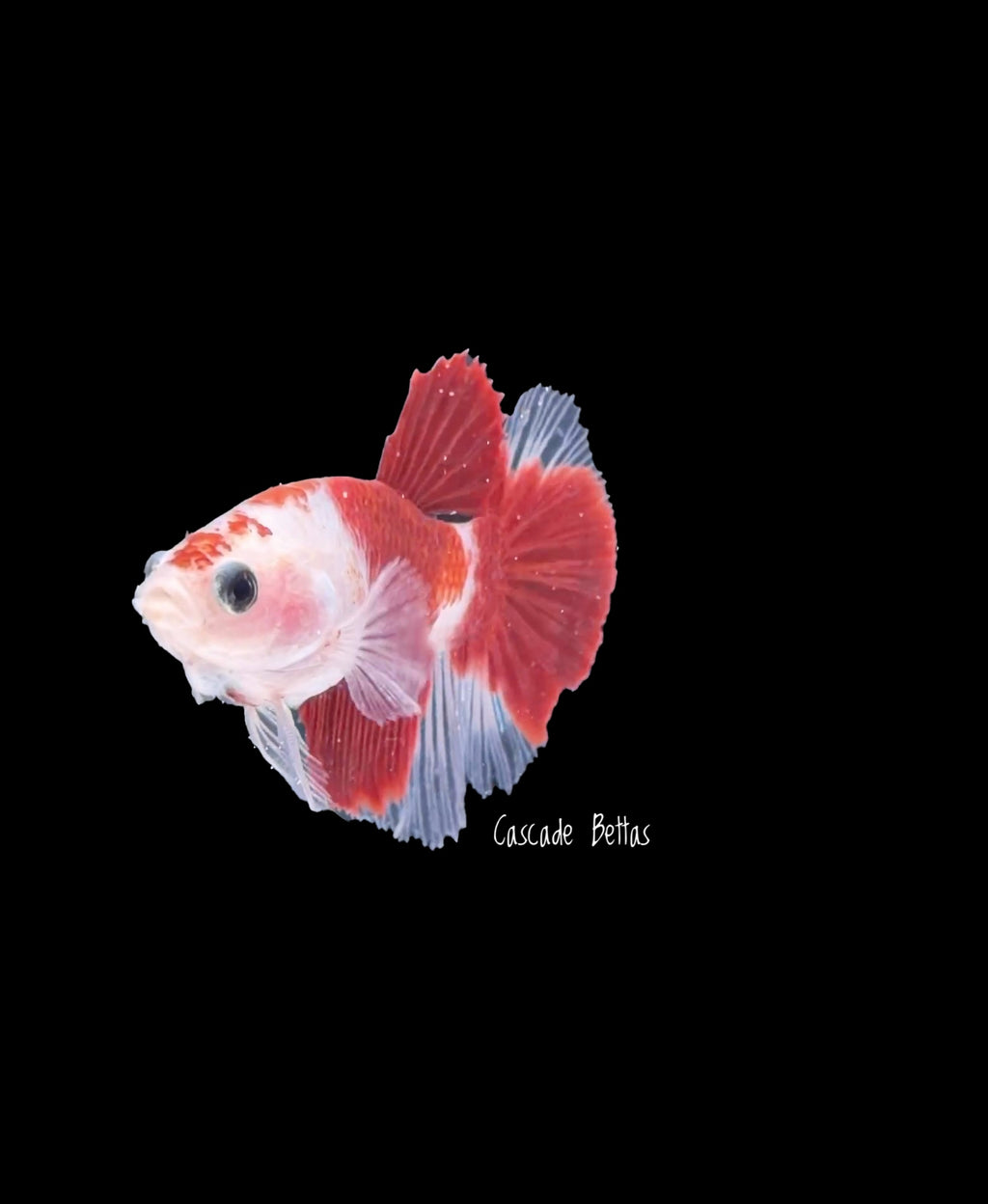 Red Koi/Tancho Male Plakat - M0035