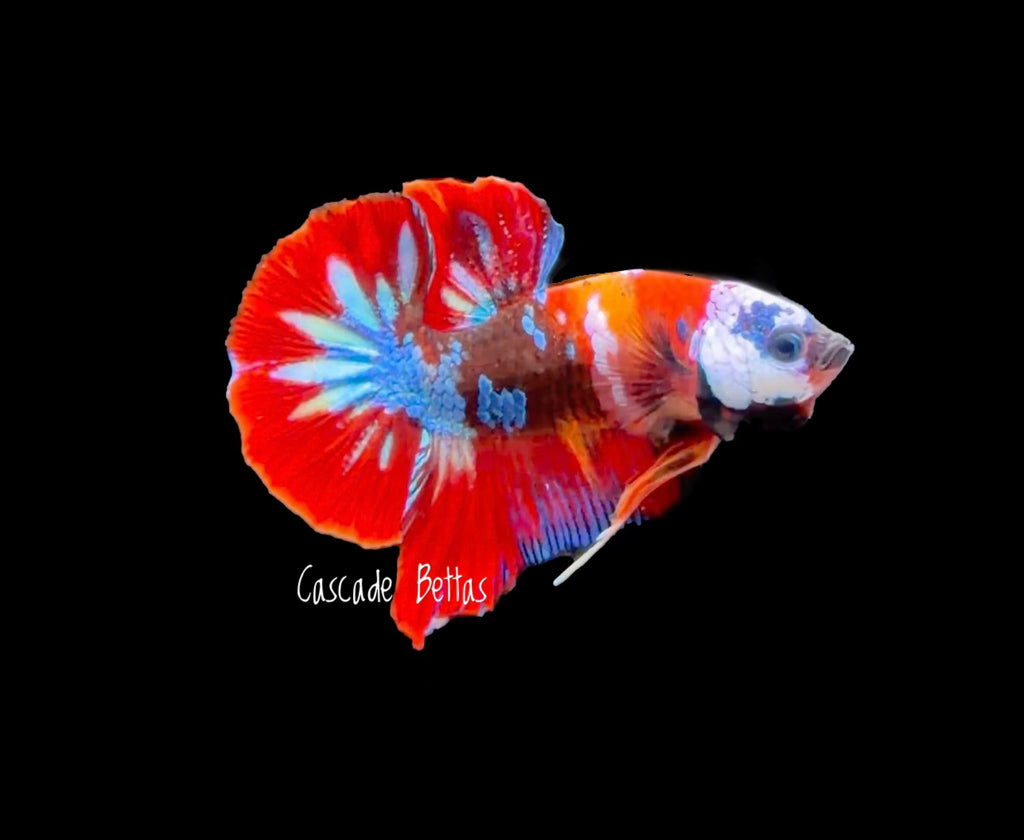 Fancy Koi Male Plakat - M0007