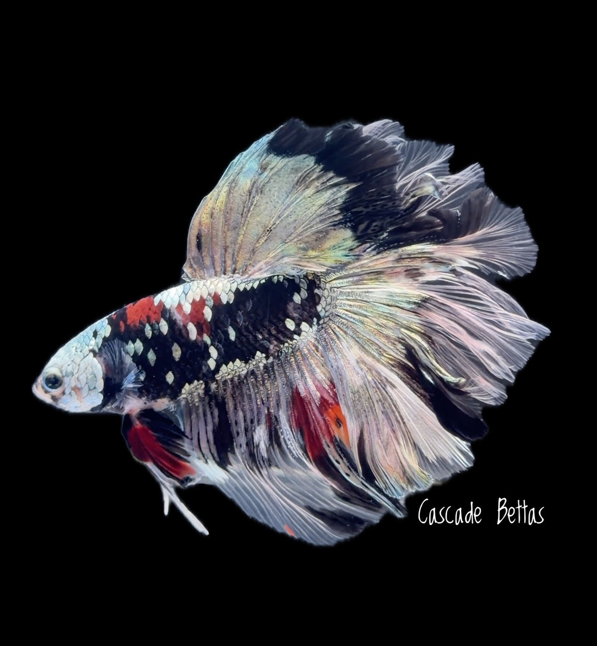 Galaxy Koi Rosetail Halfmoon Male Betta - M0030